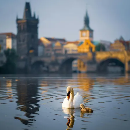 Homestay szállás Novy U Prazskeho Vystaviste A3